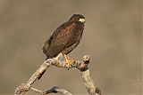 Harris's Hawk