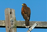 Harris's Hawkborder=