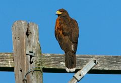 Harris's Hawk