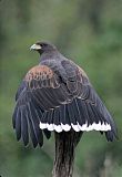 Harris's Hawk