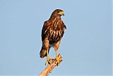 Harris's Hawkborder=