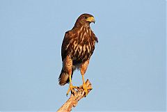 Harris's Hawk