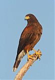 Harris's Hawk