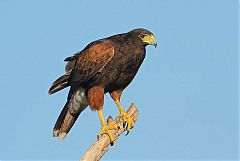 Harris's Hawk