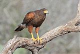 Harris's Hawk