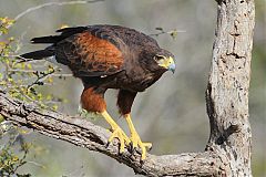 Harris's Hawk