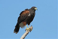 Harris's Hawk