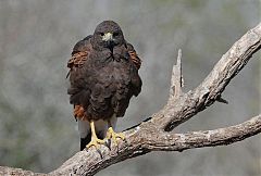 Harris's Hawk