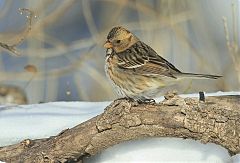 Harris's Sparrow