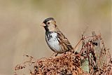 Harris's Sparrowborder=