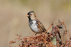 Harris's Sparrow