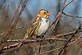 Harris's Sparrowborder=