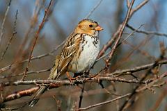 Harris's Sparrow