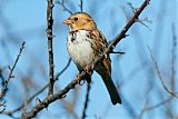 Harris's Sparrow