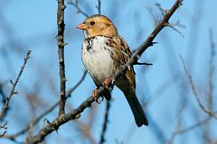 Harris's Sparrow