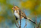 Harris's Sparrowborder=