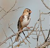 Harris's Sparrowborder=