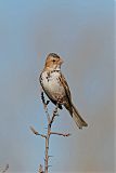 Harris's Sparrow