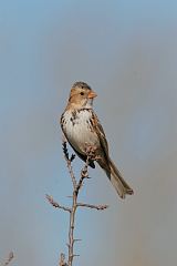 Harris's Sparrow