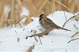 Harris's Sparrowborder=