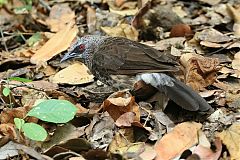 Hartlaub's Babbler