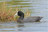 Hawaiian Cootborder=