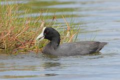 Hawaiian Coot