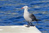 Heermann's Gullborder=