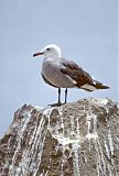 Heermann's Gull