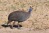 Helmeted Guineafowl