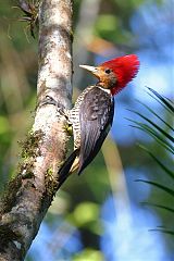 Helmeted Woodpecker