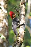 Helmeted Woodpecker