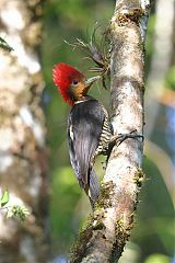 Helmeted Woodpecker