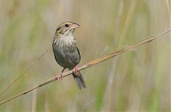 Henslow's Sparrow