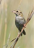 Henslow's Sparrow