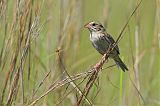 Henslow's Sparrowborder=