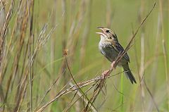 Henslow's Sparrow