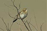 Henslow's Sparrow