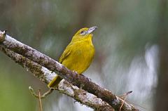 Hepatic Tanager