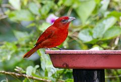 Hepatic Tanager