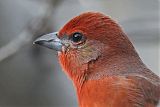 Hepatic Tanager