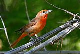 Hepatic Tanager