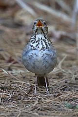 Hermit Thrush