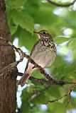 Hermit Thrush