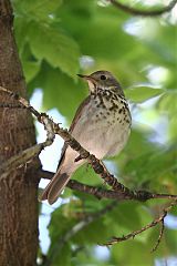 Hermit Thrush