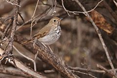 Hermit Thrush