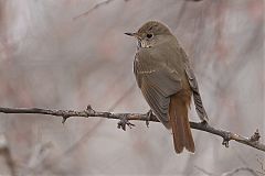 Hermit Thrush