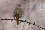 Hermit Thrush