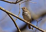 Hermit Thrush