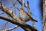 Hermit Thrush